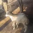 رخل مشروطة من جميع العيوب من الحلال