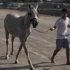 مهر واهو الأوراق جاهزة للتسجيل