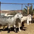 معزا بفحلها