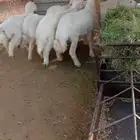 طليان حري