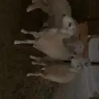 رخال حريات