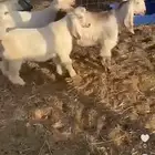تيوس