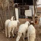للبيع عدد 5 خرفان سواكن نظيفة