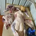 ذبايح واضاحي
