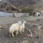المدينة المنورة وادي الفرع