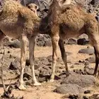 قعدان للبيع العمر 6 اشهر