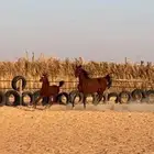 فرس شعبيه مع مهرتها و لقاح