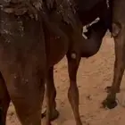 قعود وبكرة لباني طيبات