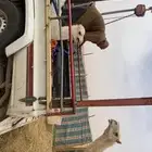 حوار تحت امه الان فرد منها يشرب حليب