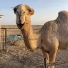 قعود علياني مفرود