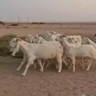 للبيع معزا مشاريك دفيع