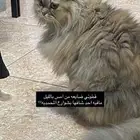 قطوه مفقوده