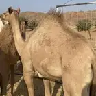قعدان للبيع