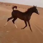 مهره عربيه واهو للبيع