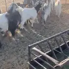 تيوس كايفة اعمارها 7 شهور حريملاء