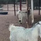 معزا بيض. اللون ابيض خلفات و دفيع