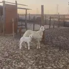 ثنيه توها مشلعه رباع تحتها خروف روم ديد وسلم