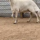 فحل صنف الصنف