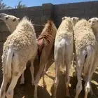 6قعدان مغاتير لبانيان