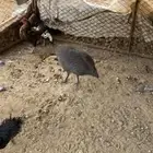 دجاجة حبشيه
