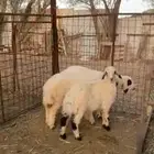 3 رخال هجين حري بنعيم للبيع
