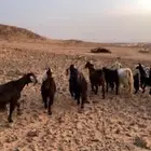 غنم للبيع