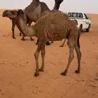 حاشي للبيع