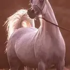 عسف الخيل