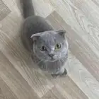 سكوتش للتبني