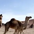 ناقه لقحه لها 5شهور