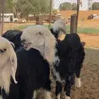 طلي نجدي اصيل