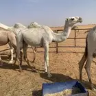 بكره باتليه مفروده جدها الحاكم بن قريع