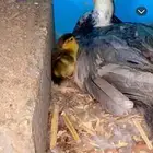 بط حضان للبيع