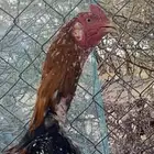 ديك سندي تم البيع