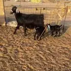 معزاء عوارض خلفات
