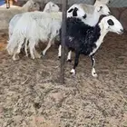 ضان دفيع