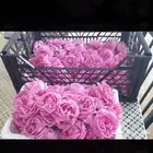 ورد المدينه بشكل يومي ودوش ونعناع وحبق