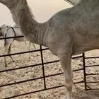 للبيع قعود باتلي لقي