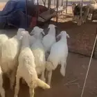 حري العدد11 فيها 5 خرفان والباقي رخال