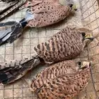 شبوط طرح اليوم