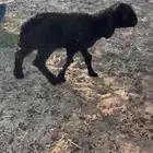 داغور للبيع