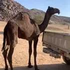 قعود