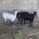 معزاء مصريه