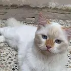 بس شيرازي للبيع