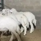 طليان حريات هرافي