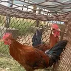 ديكه للبيع