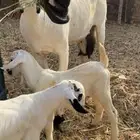عنز بيشيه البيع