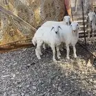 رخلين وطلي ذبايح ذبايح
