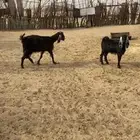 عنز تحتها عناق