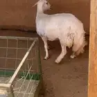 للبيع حريه السن تامه